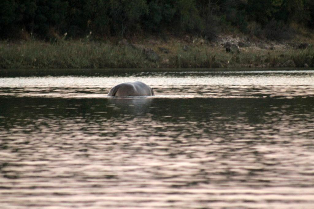 Camp Hogo Kavango Rundu Eksteriør billede